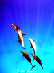 Dolphins dance by Niky Šímová 
